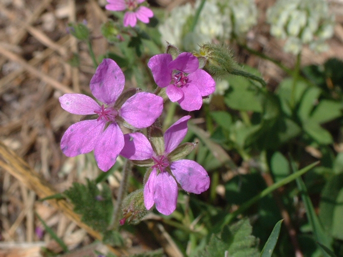 Erodium malacoides / Becco di gru malvaceo